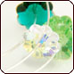 3700 Marguerite Lochrose Flower